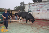 جمعية يافا: الأحد القادم آخر موعد في حملة جمع الاشتراكات لمشروع إحياء سنة الأضاحى